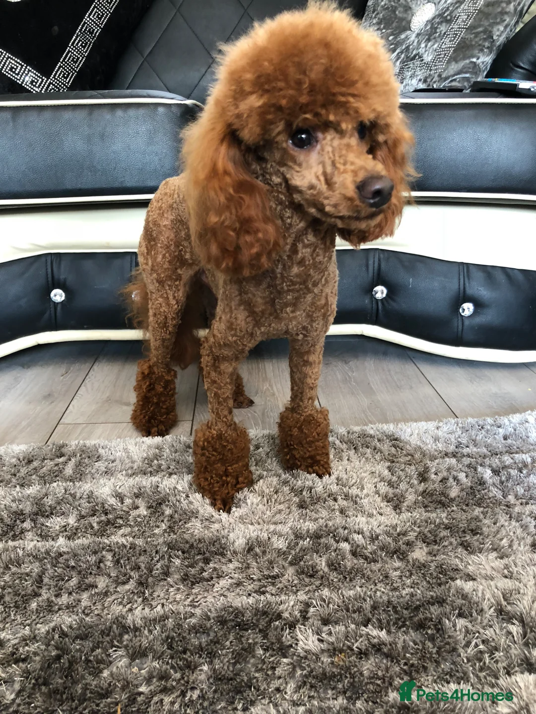 Maltipoo dogs for sale: Extensively Health Tested Maltipoo Puppies in Orpington - Advert 2