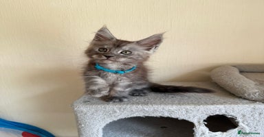 Maine Coon cats - Advert 13
