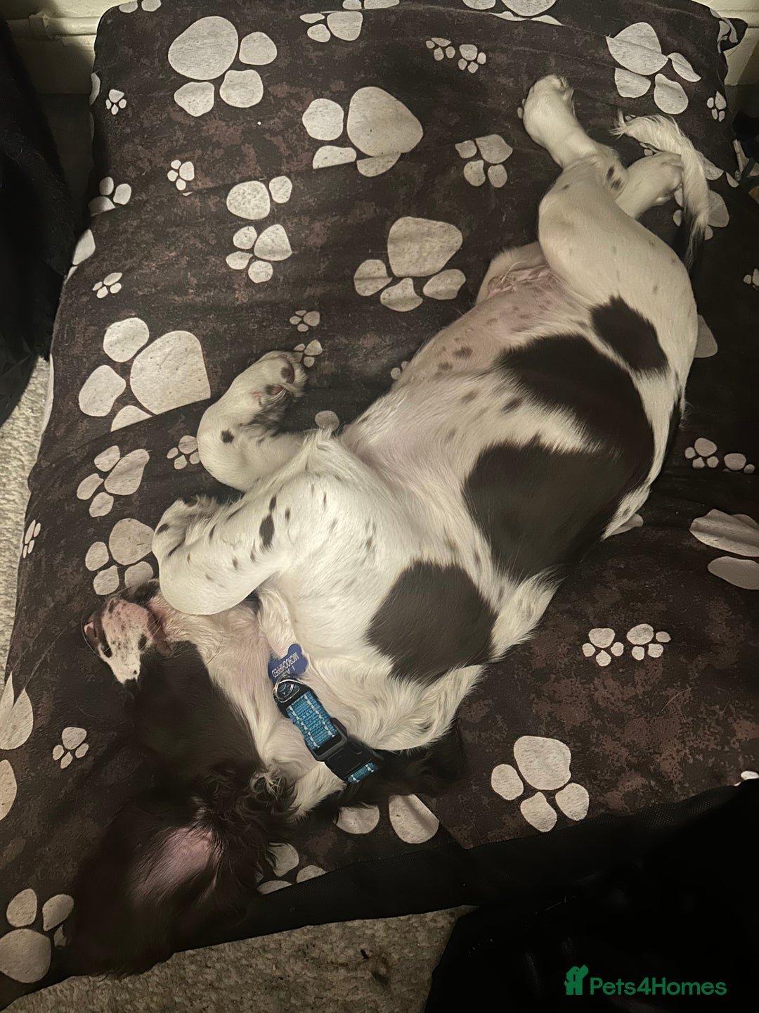 English Springer Spaniel dogs for sale: 20 ish week old springer spaniel - Image 4