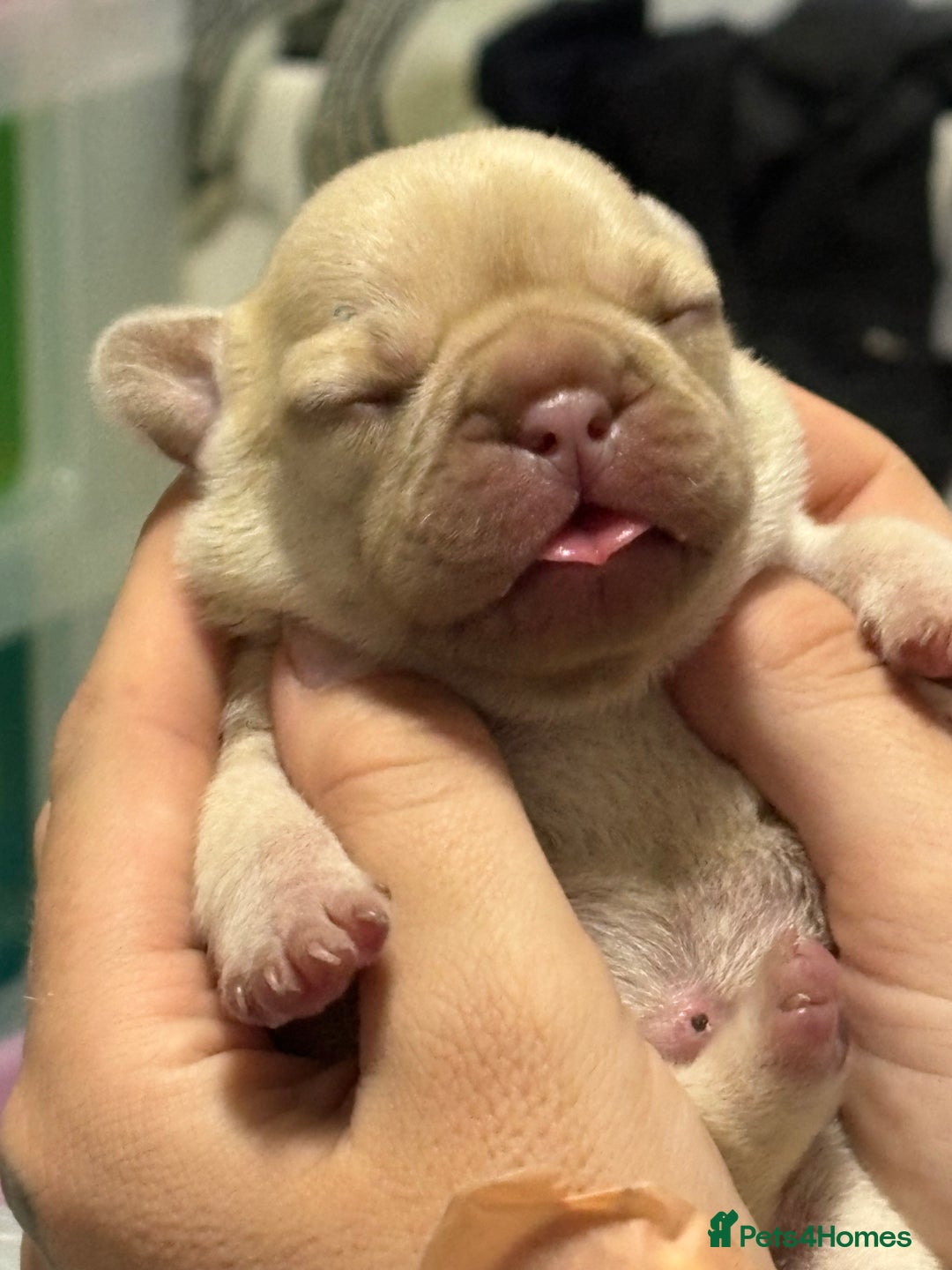 French Bulldog dogs for sale: French bulldog girl - Advert 10