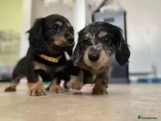 Miniature Dachshund dogs ADORABLE MINI DACHSHUNDS in Edinburgh - Advert 3