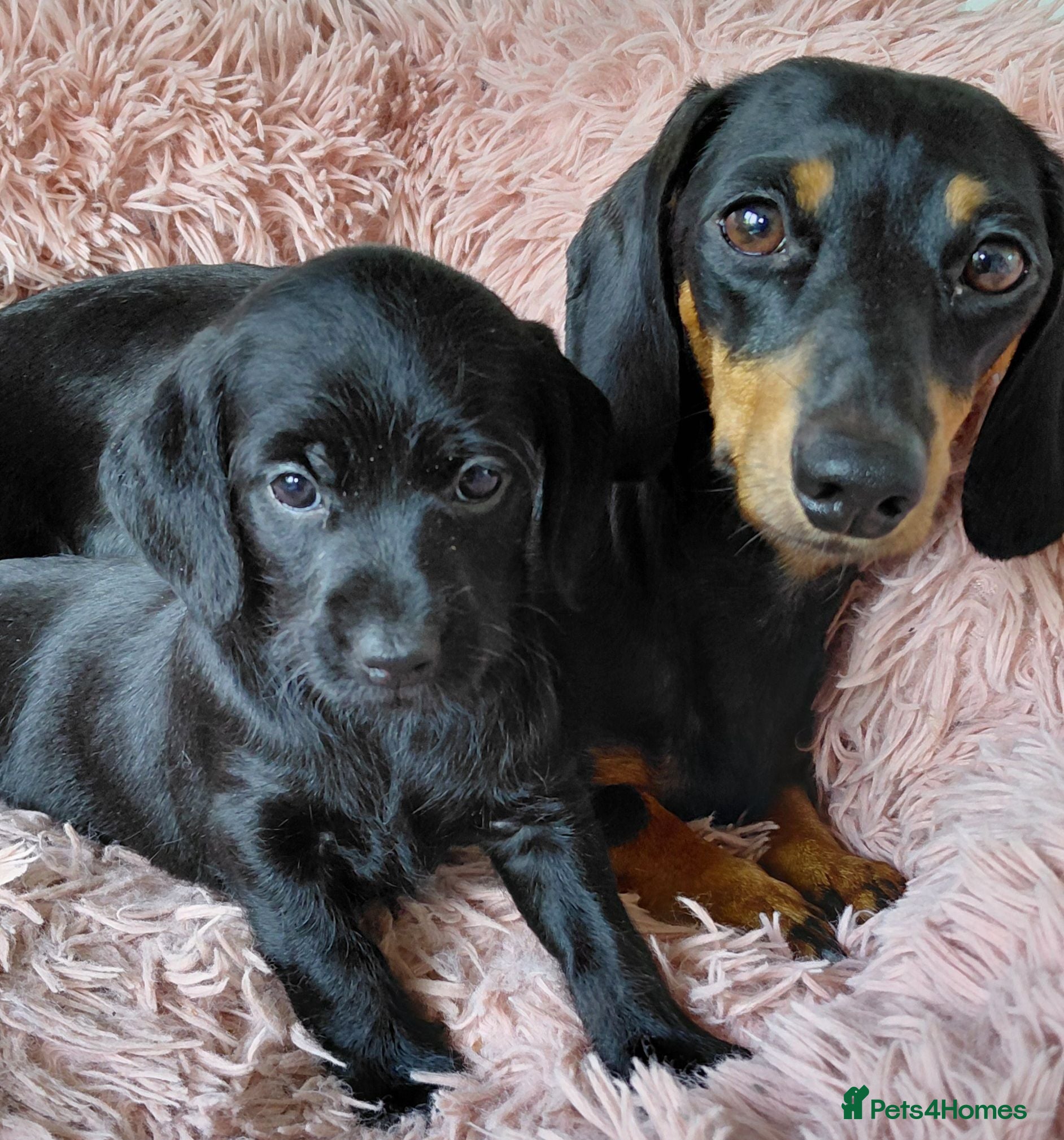Doxiepoo dogs Doxiepoo f1 black girl - Advert 2