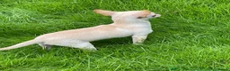 Chihuahua dogs for sale: Two beautiful boys looking for new home  - Advert 3