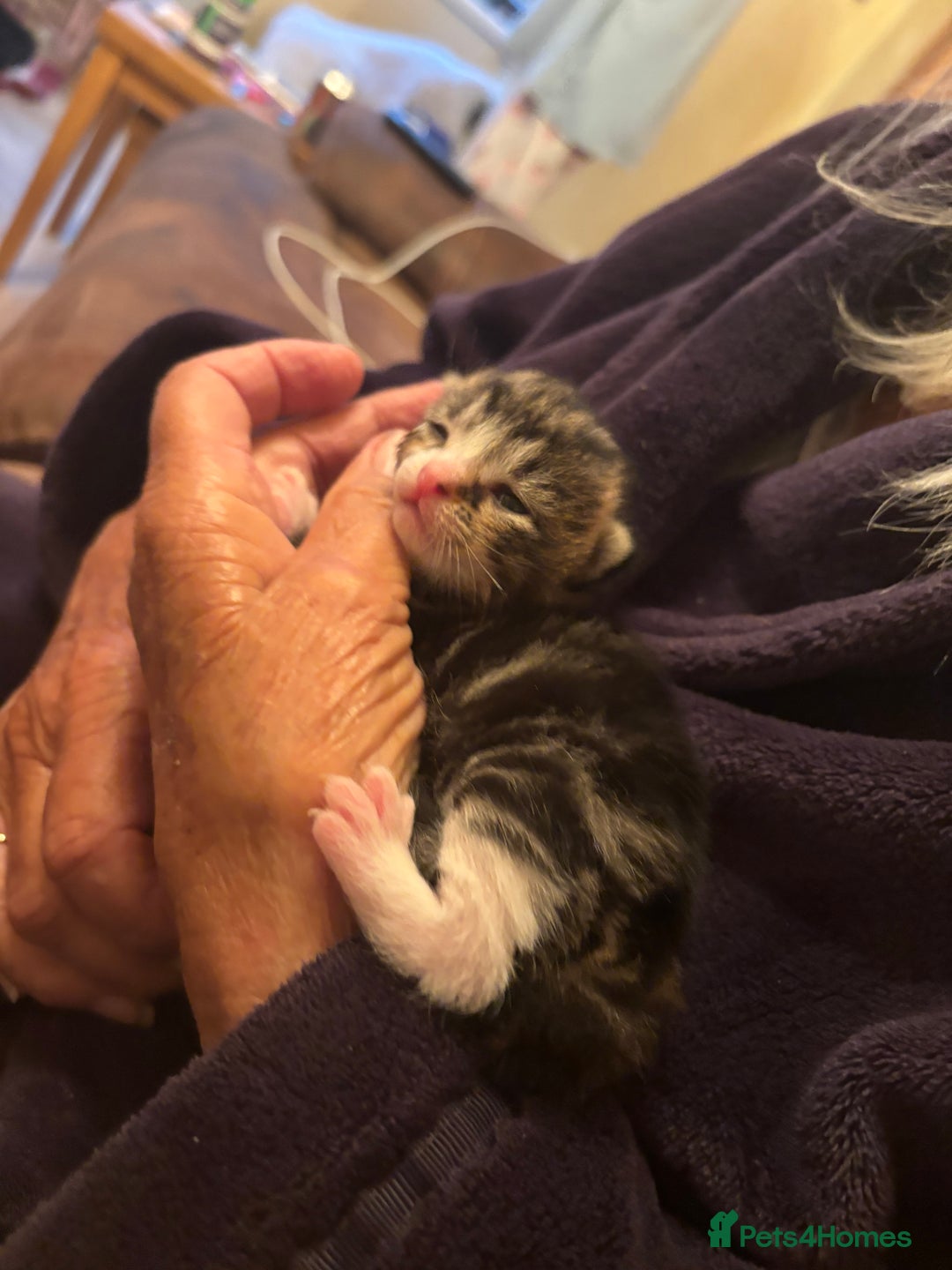 Mixed Breed cats for sale: 5 Gorgeous kittens for reserve - Image 21
