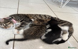 British Shorthair cats for sale: Kittens  - Image 15