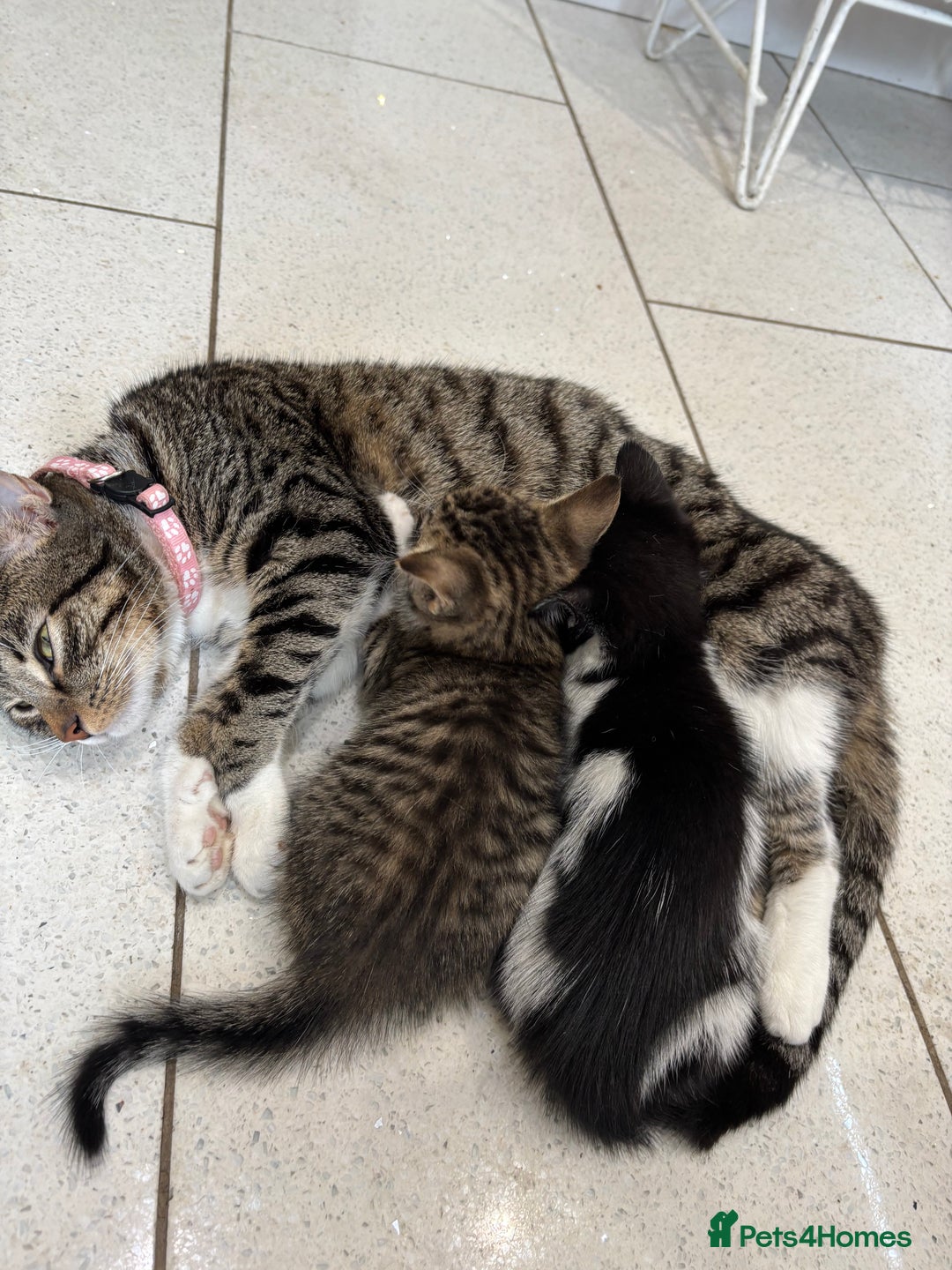 British Shorthair cats for sale: Kittens  - Image 15