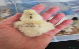 Chickens poultry for sale: USA silkie, jumbo coturnix, celadon quails - Image 12