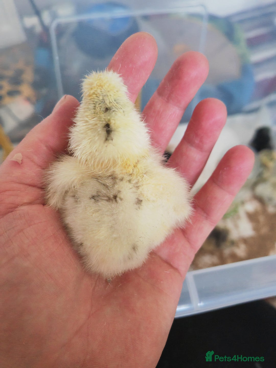 Chickens poultry for sale: USA silkie, jumbo coturnix, celadon quails - Image 12