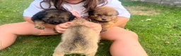 Mixed Breed dogs for sale: 7 beautiful Malkita x puppies with unique colours  - Advert 12