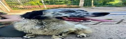 English Setter dogs for adoption: Sam   in Blaydon-on-Tyne - Advert 10