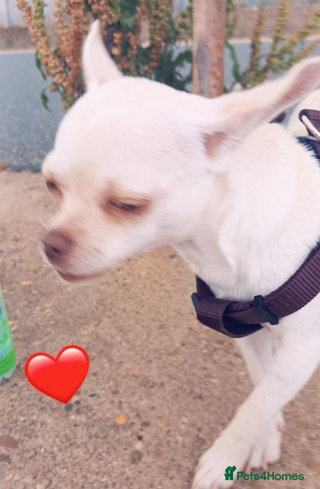 Chihuahua dogs for sale: Female chihuahua cream  - Advert 3