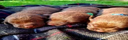 Labrador Retriever dogs for sale: Beautiful Chocolate Labrador puppies in Atherstone - Advert 8