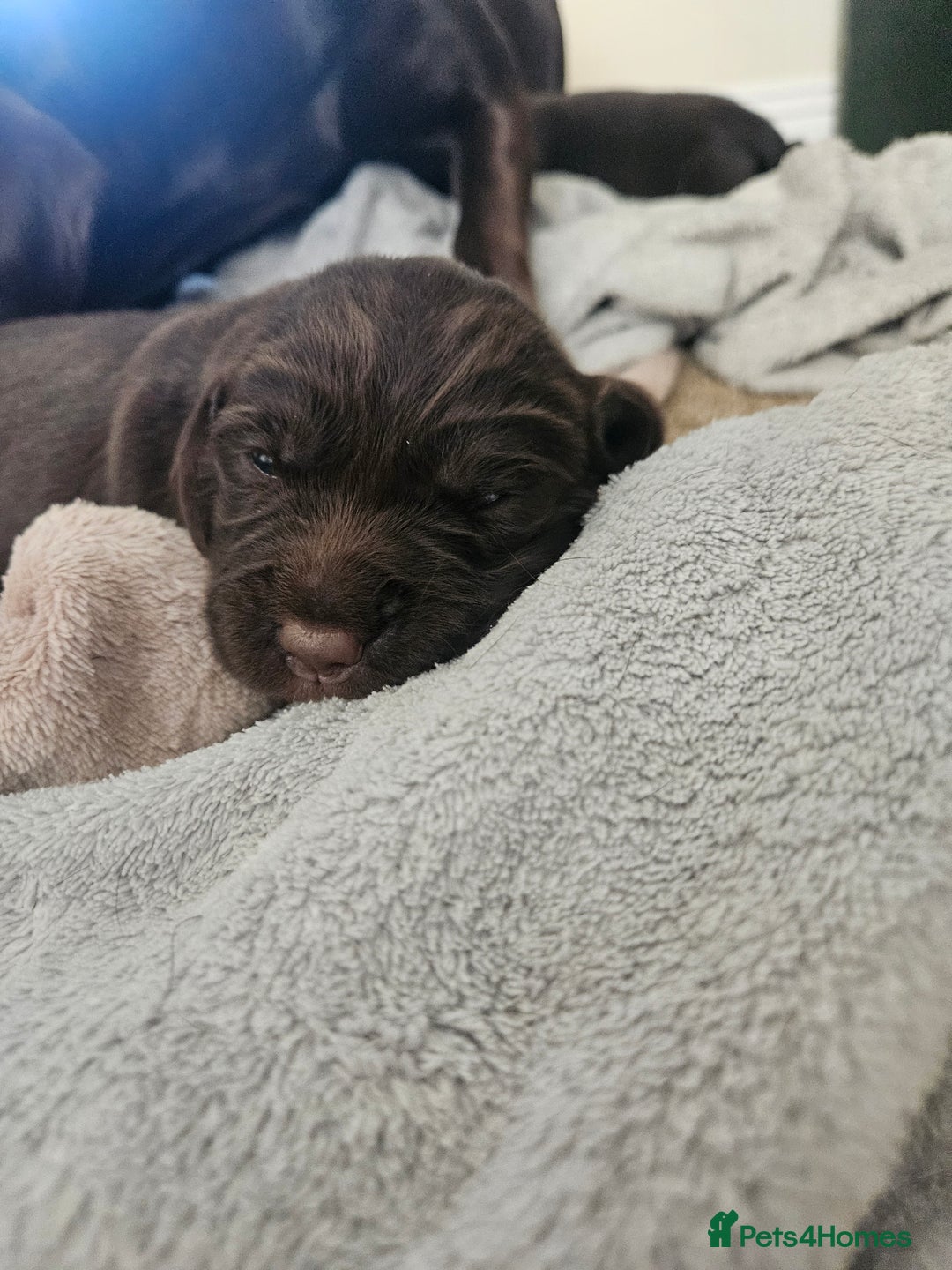 Springador dogs for sale: Two springador puppies - Image 4