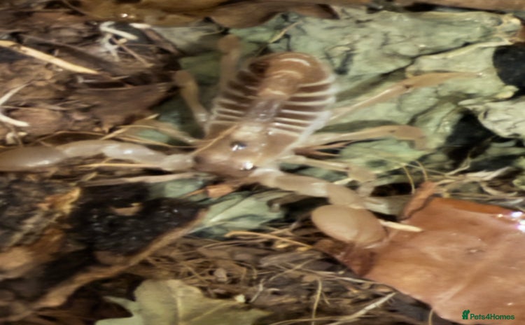 Scorpions invertebrates - Advert 3
