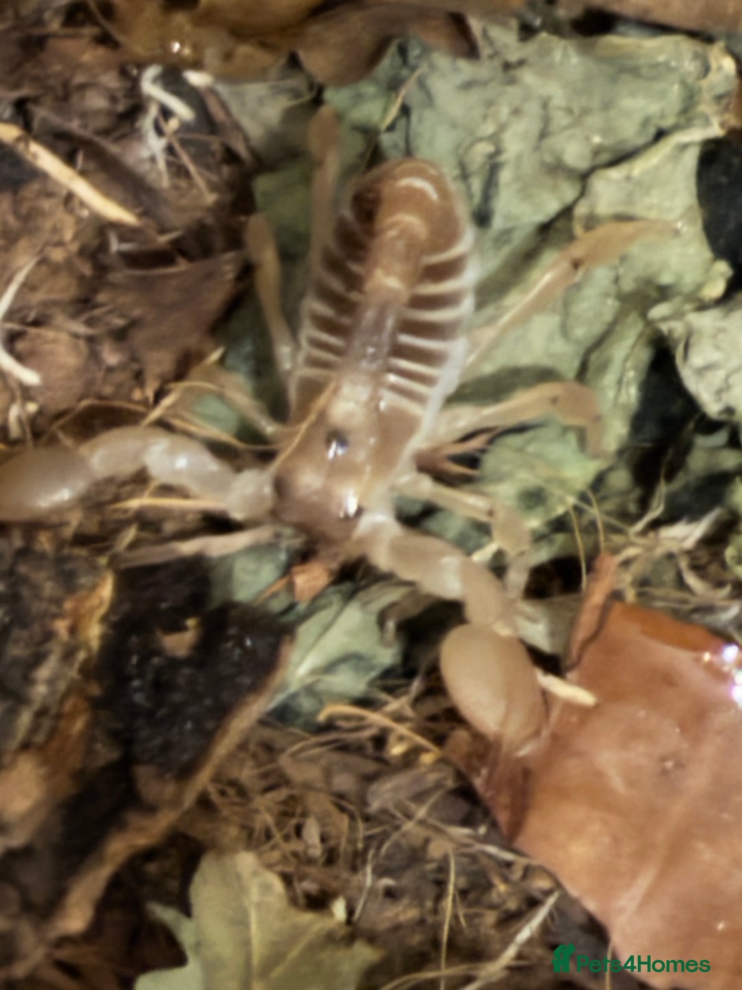 Scorpions invertebrates for sale: Scorpion & assassin bugs for sale  - Image 1