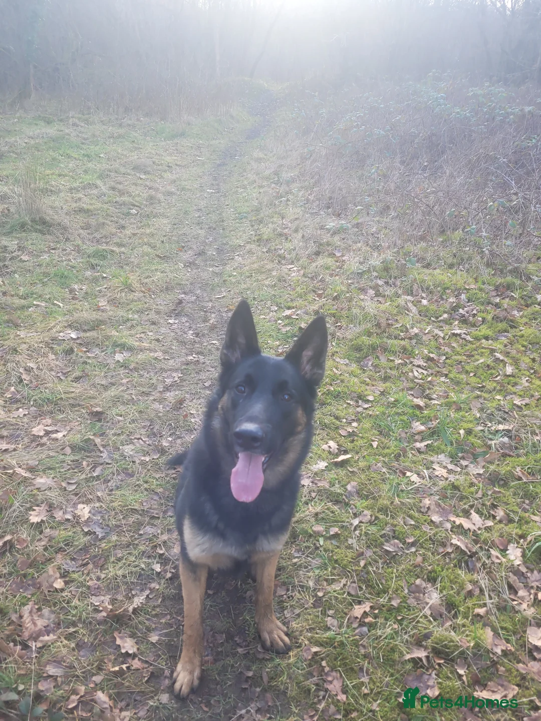 Belgian Shepherd Dog dogs for stud: German shepherd x Belgium malinois in Manchester - Advert 2