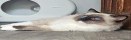 Ragdoll cats for sale: Majestic boy ❤️ - Advert 15