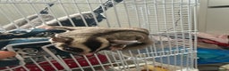 Sugar Glider rodents for sale: White and grey sugar glider - Advert 8