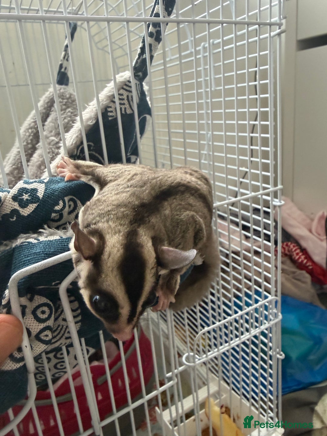 Sugar Glider rodents for sale: White and grey sugar glider - Advert 8