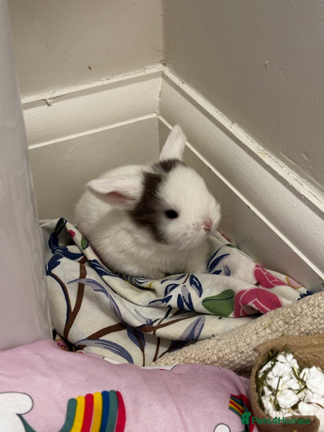 Mini Lop rabbits for sale: mini lops bucks and babies  - Advert 1