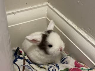 Mini Lop rabbits mini lops bucks and babies - Advert 1