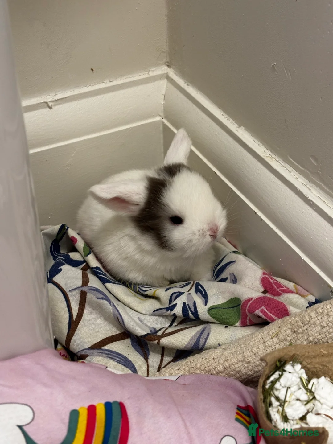 Mini Lop rabbits for sale: mini lops bucks and babies  - Advert 1