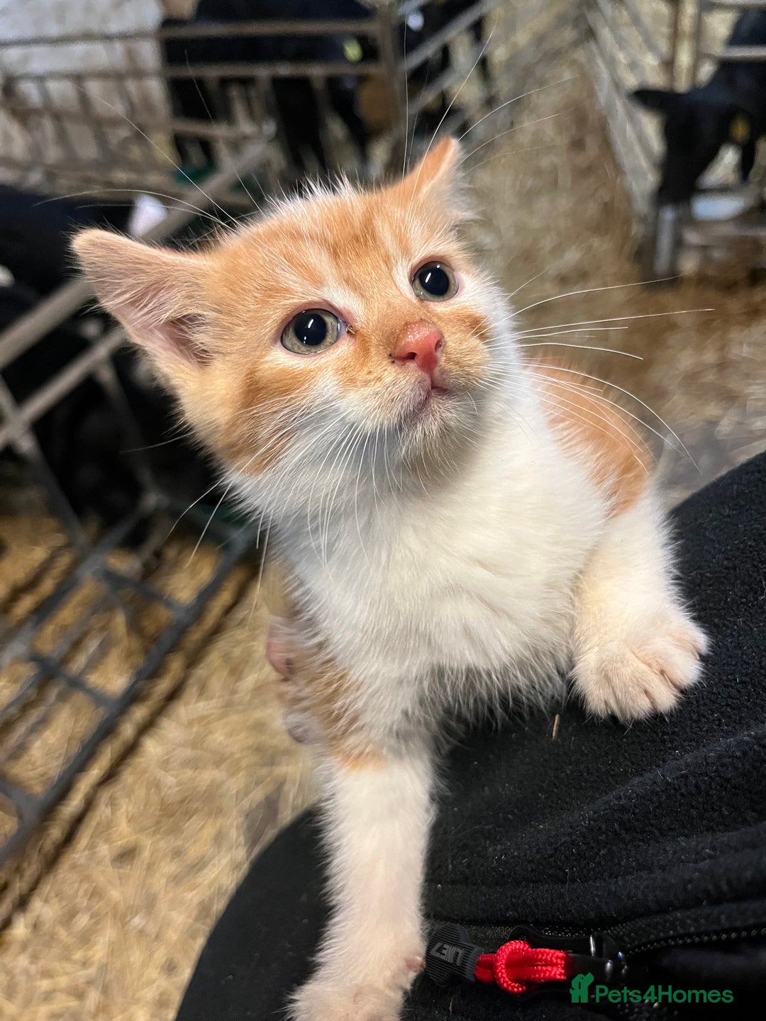 Mixed Breed cats for sale: Last Farm kitten available  - Advert 4