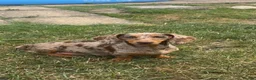 Miniature Dachshund dogs for sale: Miniature dachshunds for sale - Advert 6