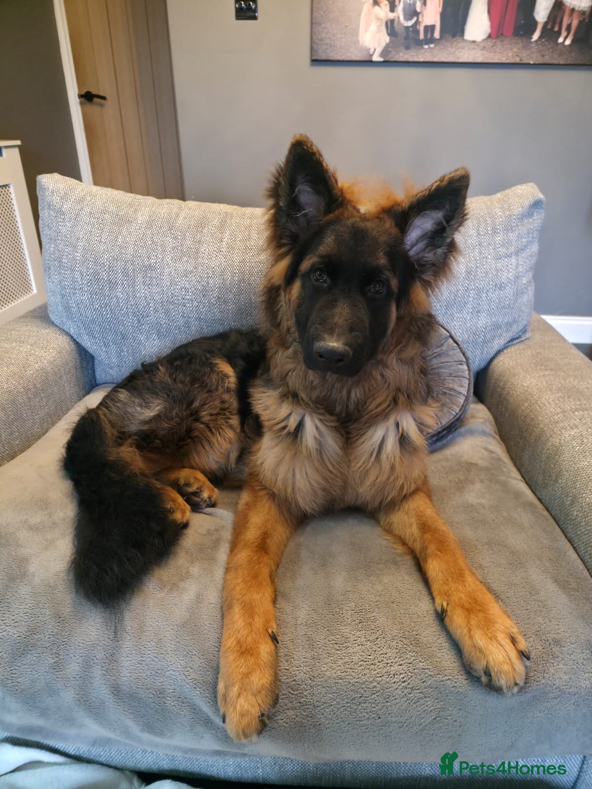 German Shepherd dogs German Shepherd, 11 Months – Loving Home Needed - Advert 15