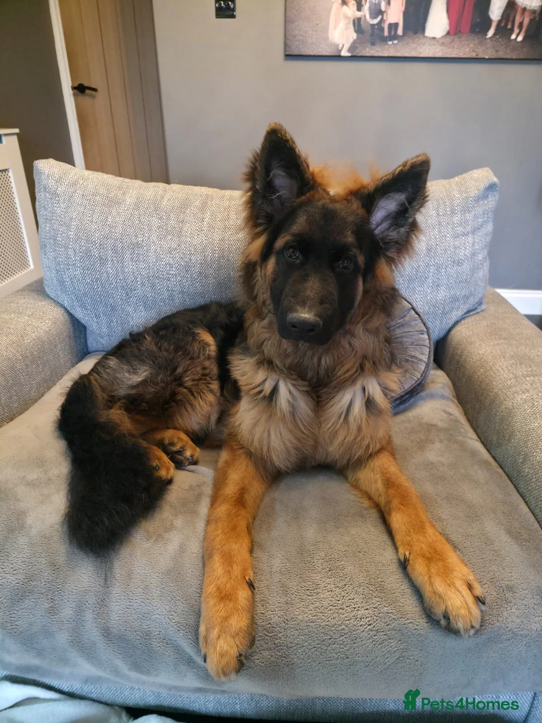 German Shepherd dogs for sale: German Shepherd, 10 Months – Loving Home Needed - Advert 2