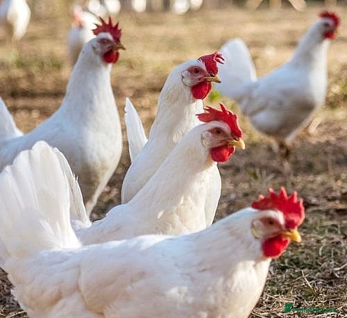 Hens poultry 6 Leghorn Laying Hens - Advert 3