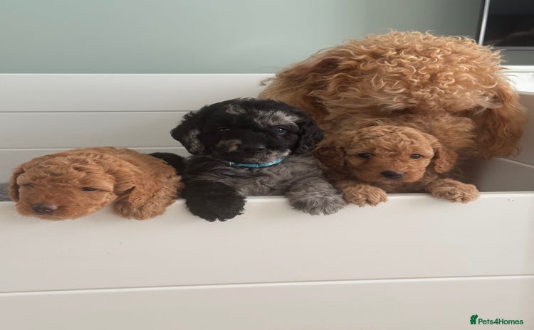Labradoodle dogs - Advert 8