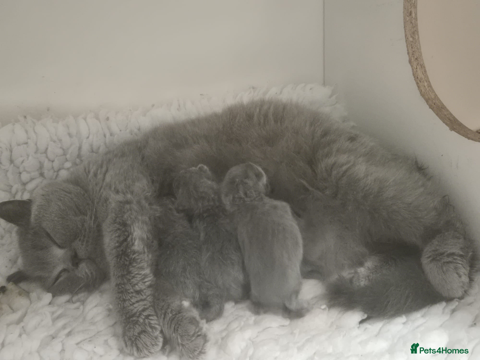 British Shorthair cats STUNNING GCCF BSH BLUE BOY KITTENS - Advert 6