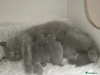 British Shorthair cats STUNNING GCCF BSH BLUE BOY KITTENS - Advert 6