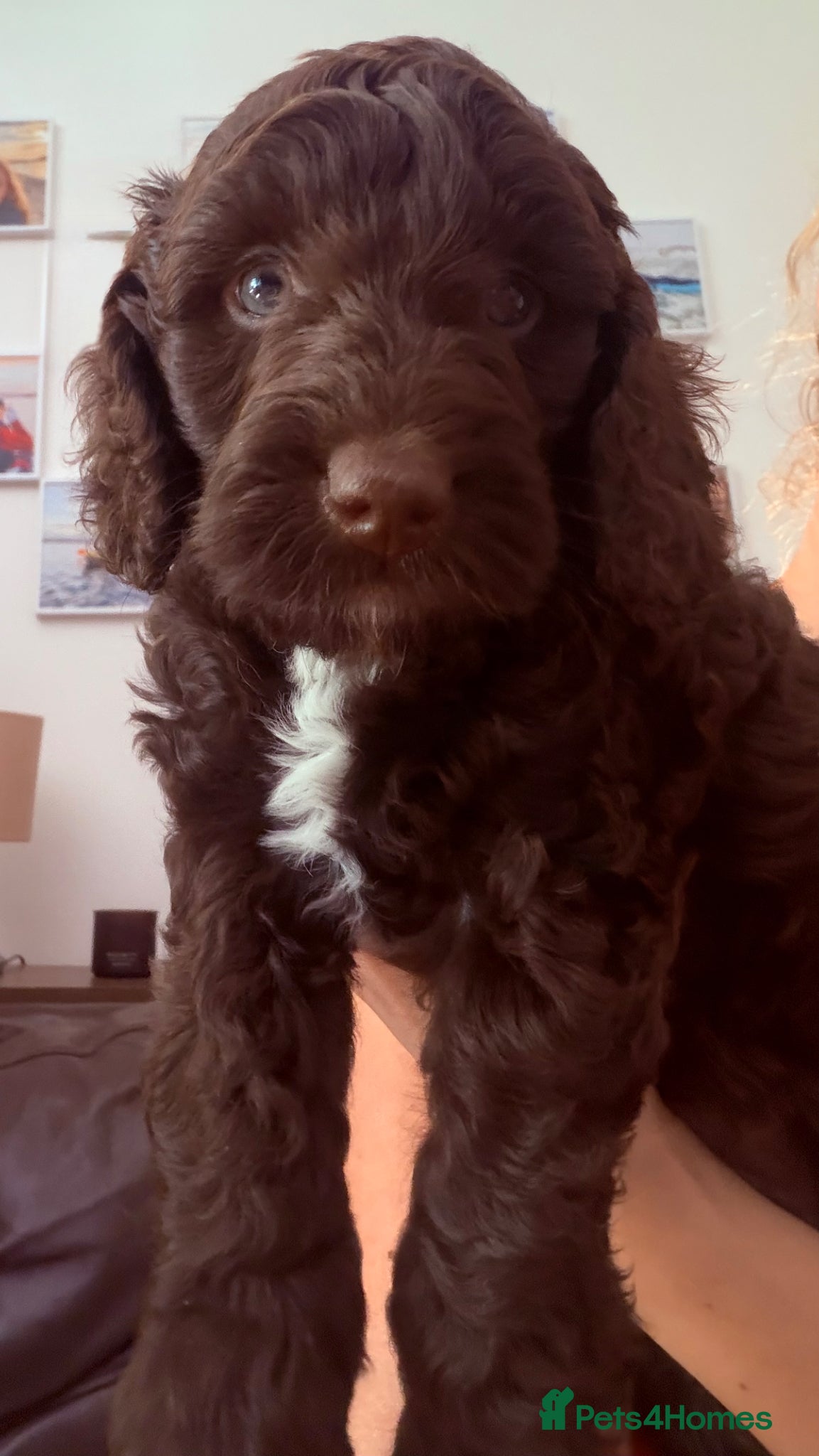 Cockapoo dogs F2B Cockapoo puppies Health-tested Pedigree lines  - Advert 4