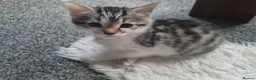 Mixed Breed cats for sale: Kittens - Advert 8