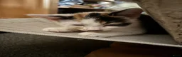 Domestic Shorthair cats for sale: 4 kittens to goto loving homes  in Basingstoke - Advert 7