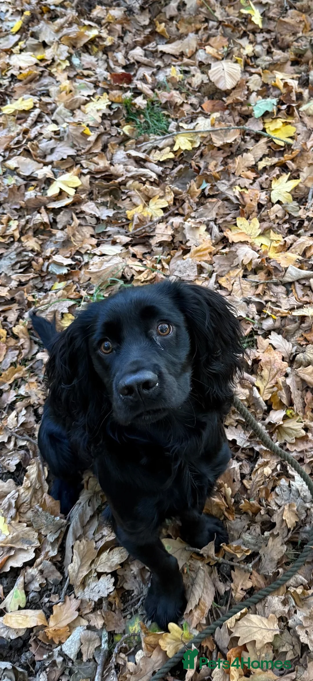 Cocker Spaniel dogs for stud: Working Cocker Spaniel for Stud - Advert 2