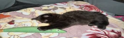 Mixed Breed cats for sale: 2 MALE BLACK LONG HAIRED FLUFFY KITTENS LEFT💘 - Advert 11