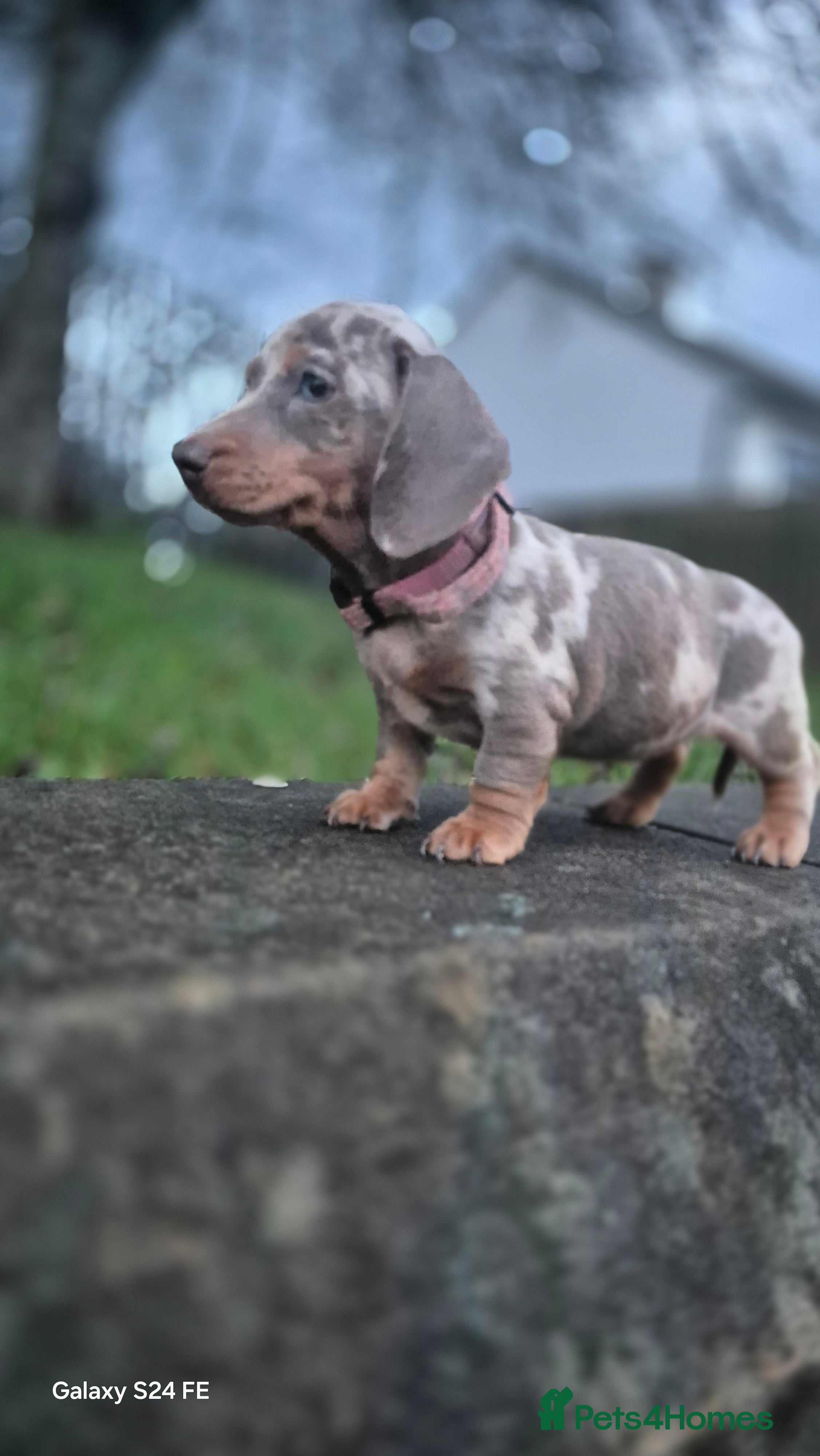 Dachshund dogs miniature dachshund READY  - Advert 4