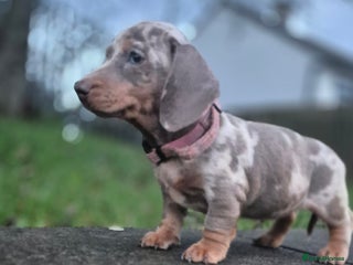 Dachshund dogs miniature dachshund READY - Advert 4