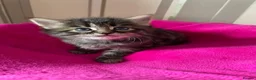 Mixed Breed cats for sale: Our Kittens Looking for Their Forever Loving Homes - Advert 8