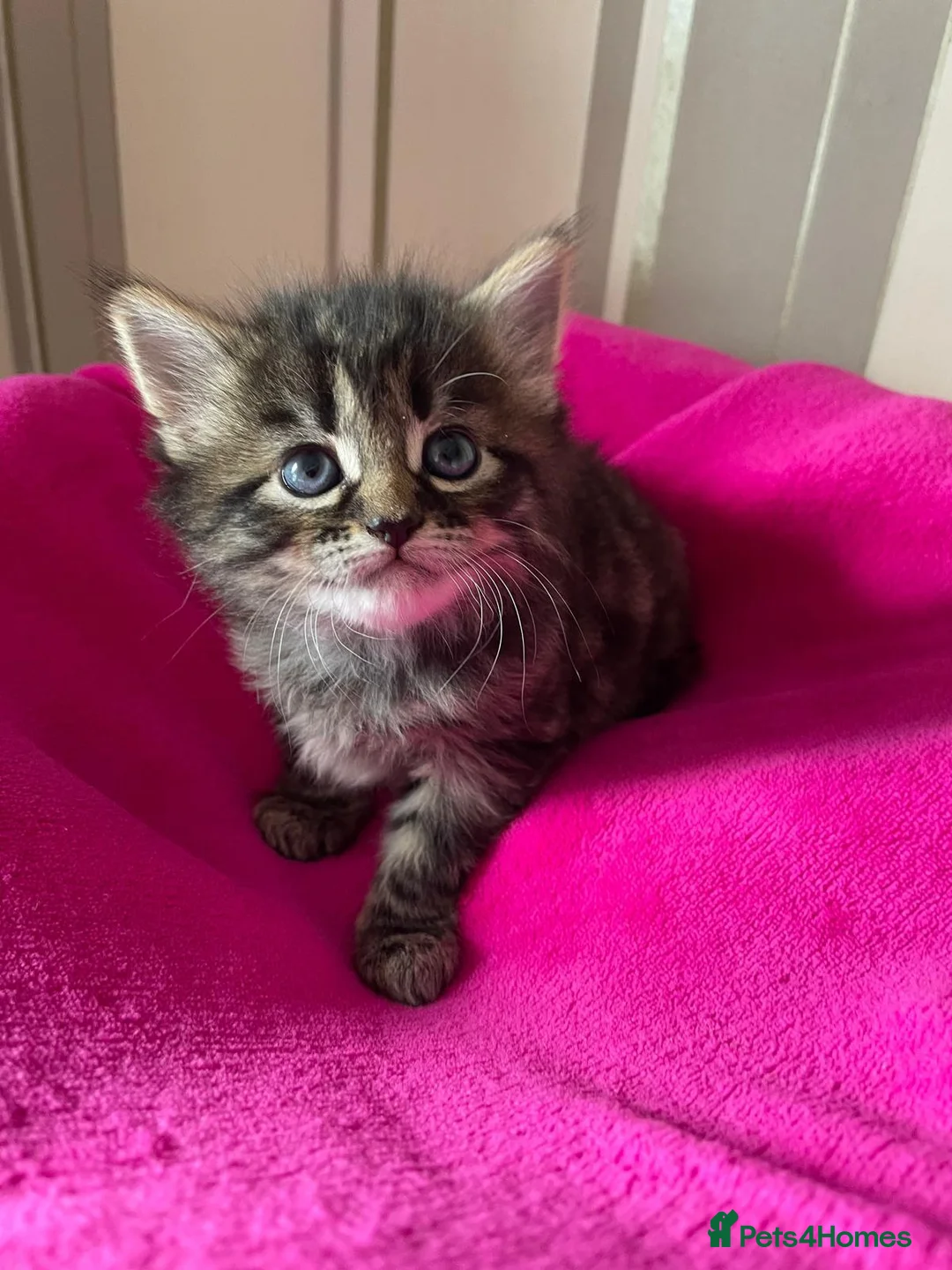 Mixed Breed cats for sale: Our Kittens Looking for Their Forever Loving Homes - Advert 8