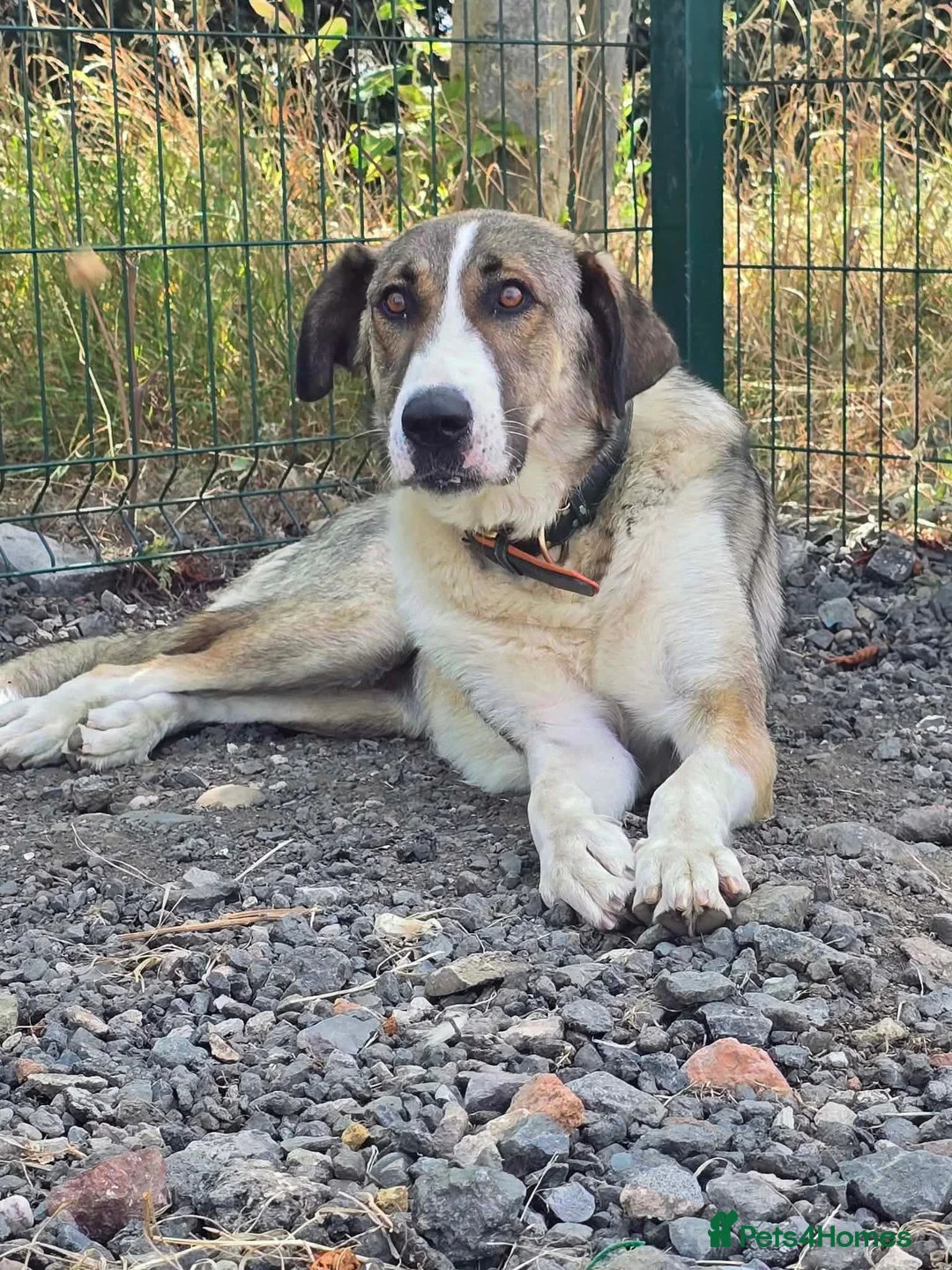 Mixed Breed dogs for adoption: Beautiful Big Girl Blanca  - Advert 2