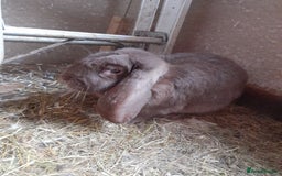 French Lop rabbits for sale: Male and female giant french lops for sale  - Image 2