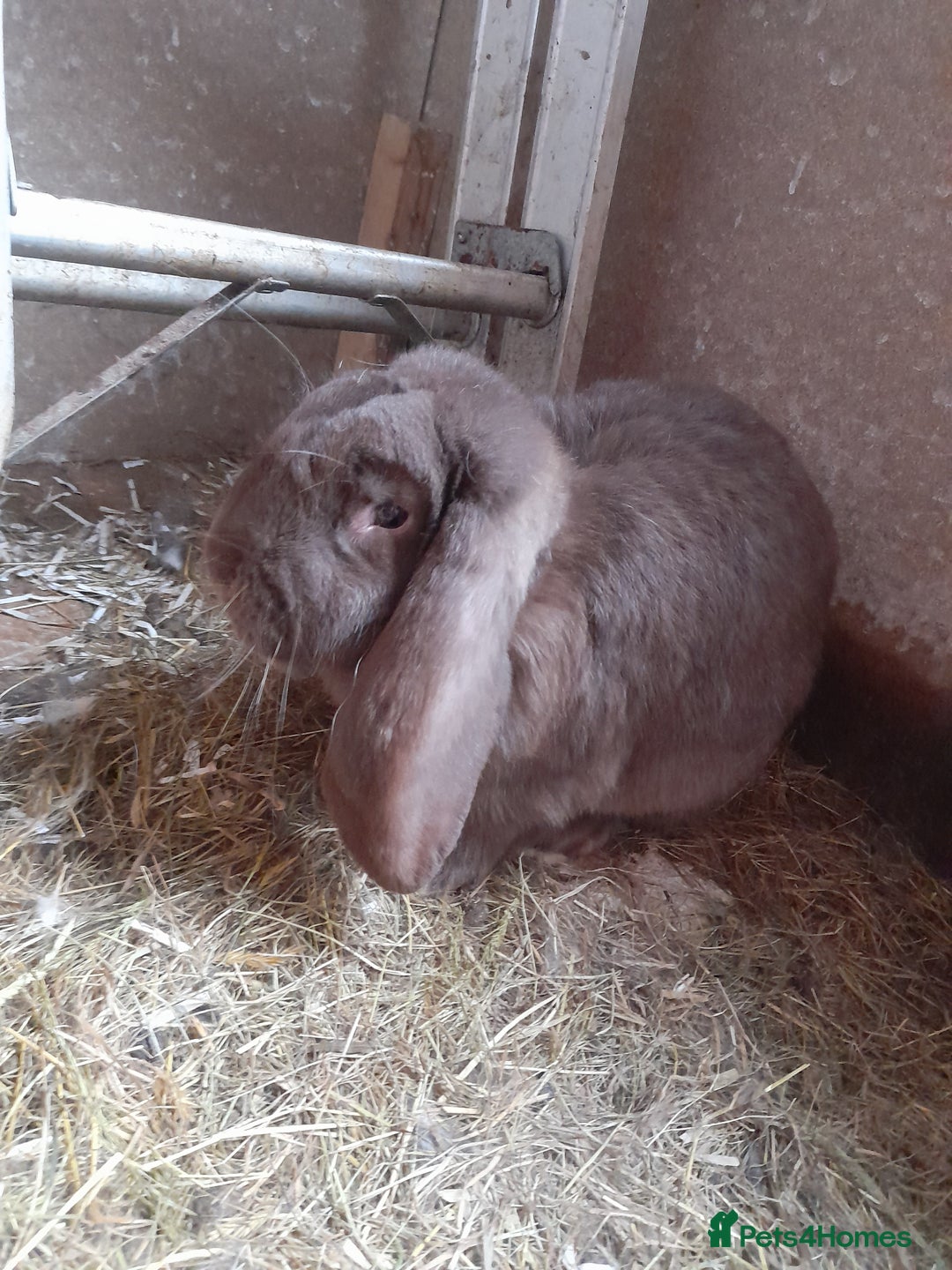 French Lop rabbits for sale: Male and female giant french lops for sale  - Image 2
