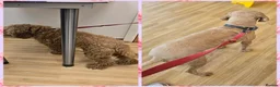 Cockapoo dogs for sale: Beautiful Red cockapoo- female in Shrewsbury - Advert 6