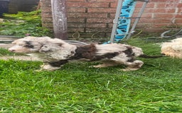 Labradoodle dogs for sale: 🐾Stunning Mini Labradoodle F1b Pups DNA Check🐾  - Image 13