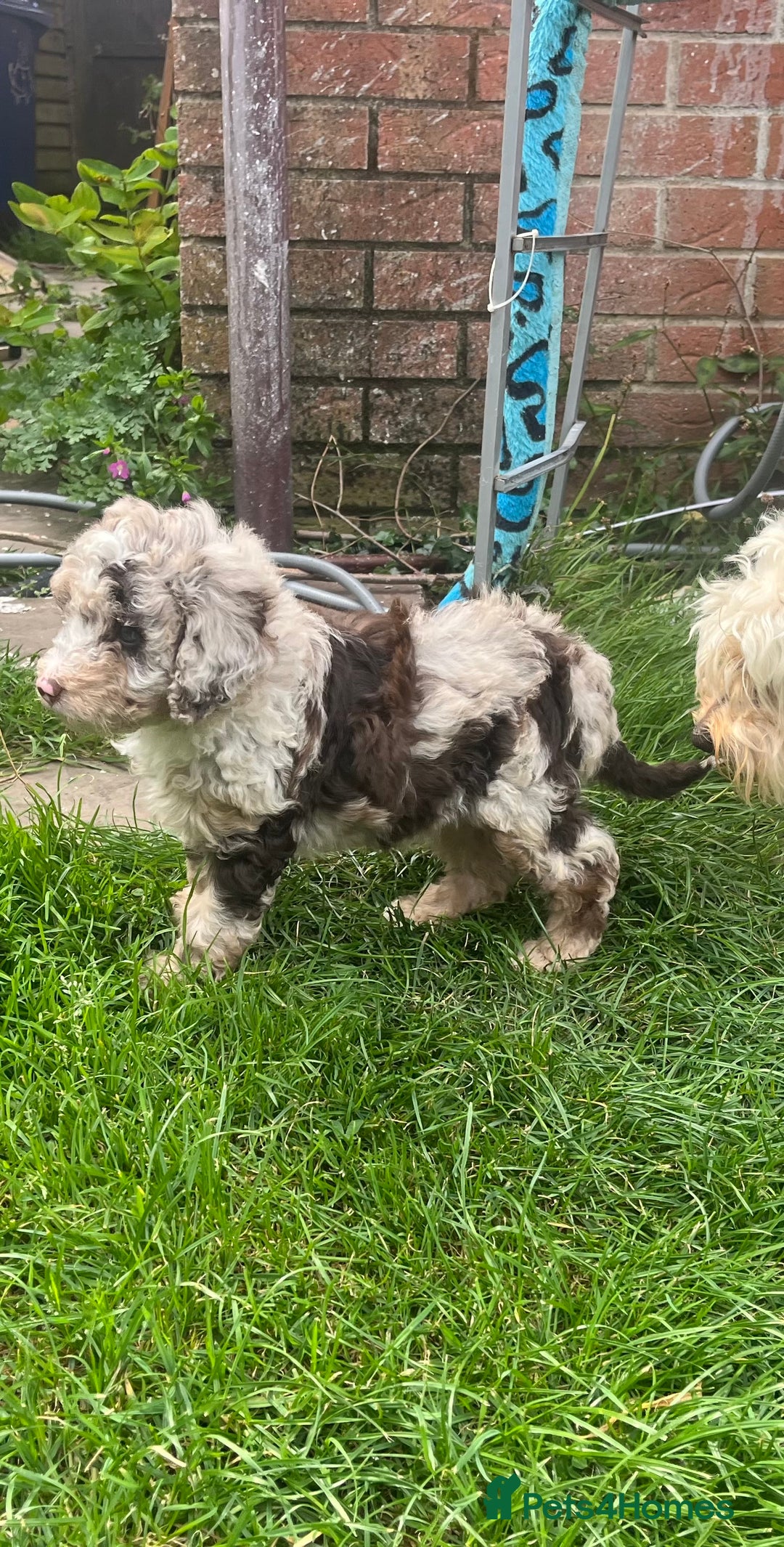 Labradoodle dogs for sale: 🐾Stunning Mini Labradoodle F1b Pups DNA Check🐾  - Image 13