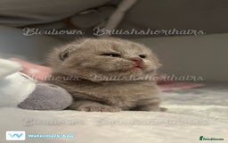 British Shorthair cats for sale: Gccf Bsh Lilac Babies - Image 2